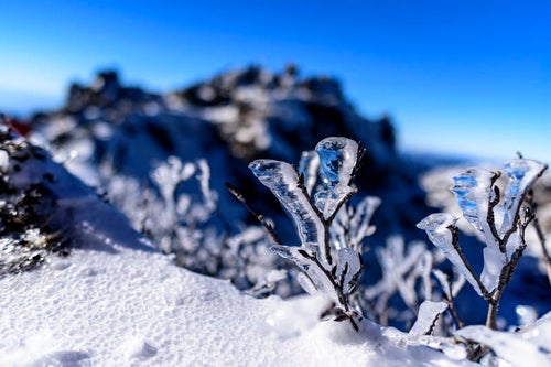 透き通った氷が実る日光白根山山頂の写真