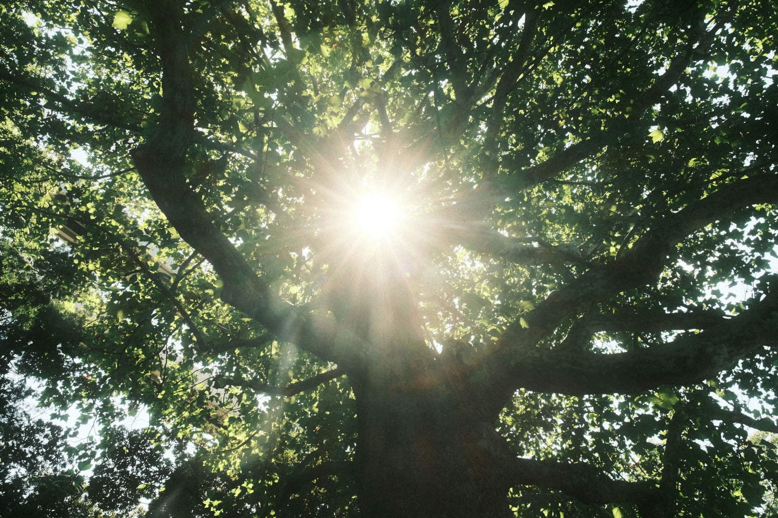「木漏れ日と光芒」の写真