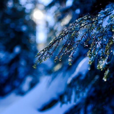 雪が解け始める松の葉の写真