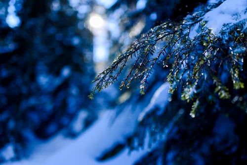 雪が解け始める松の葉の写真