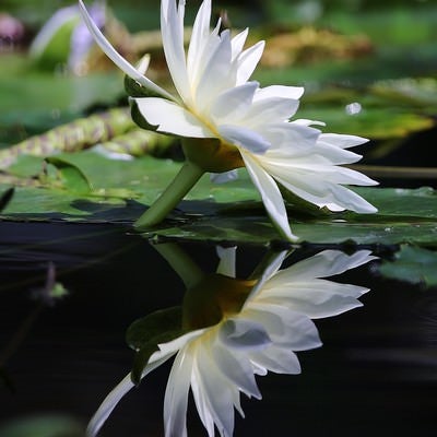 水面に反射する白い睡蓮の写真