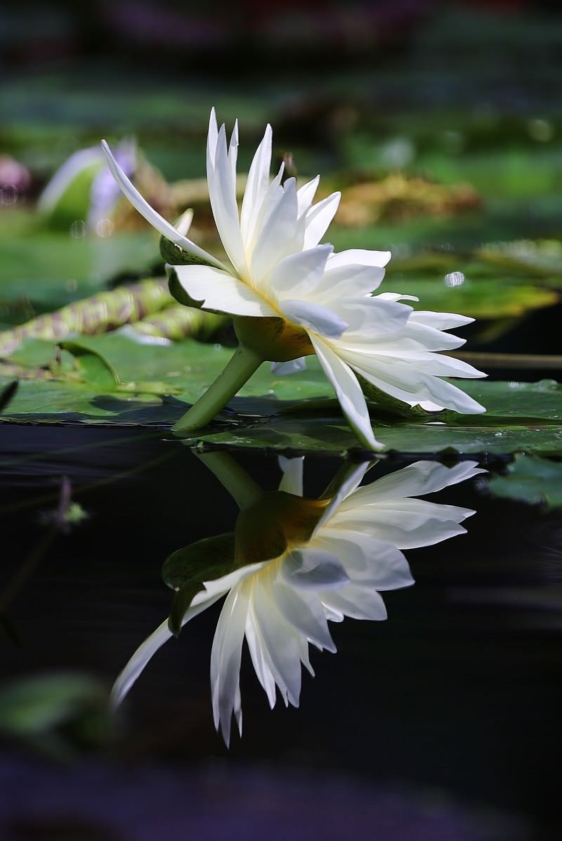 「水面に反射する白い睡蓮」の写真