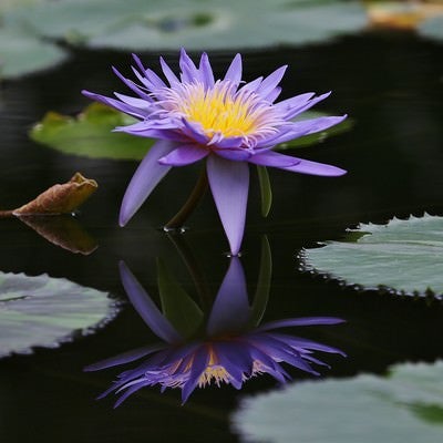 池に浮かぶ紫の睡蓮の写真