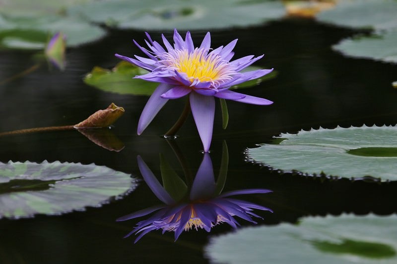 池に浮かぶ紫の睡蓮の写真