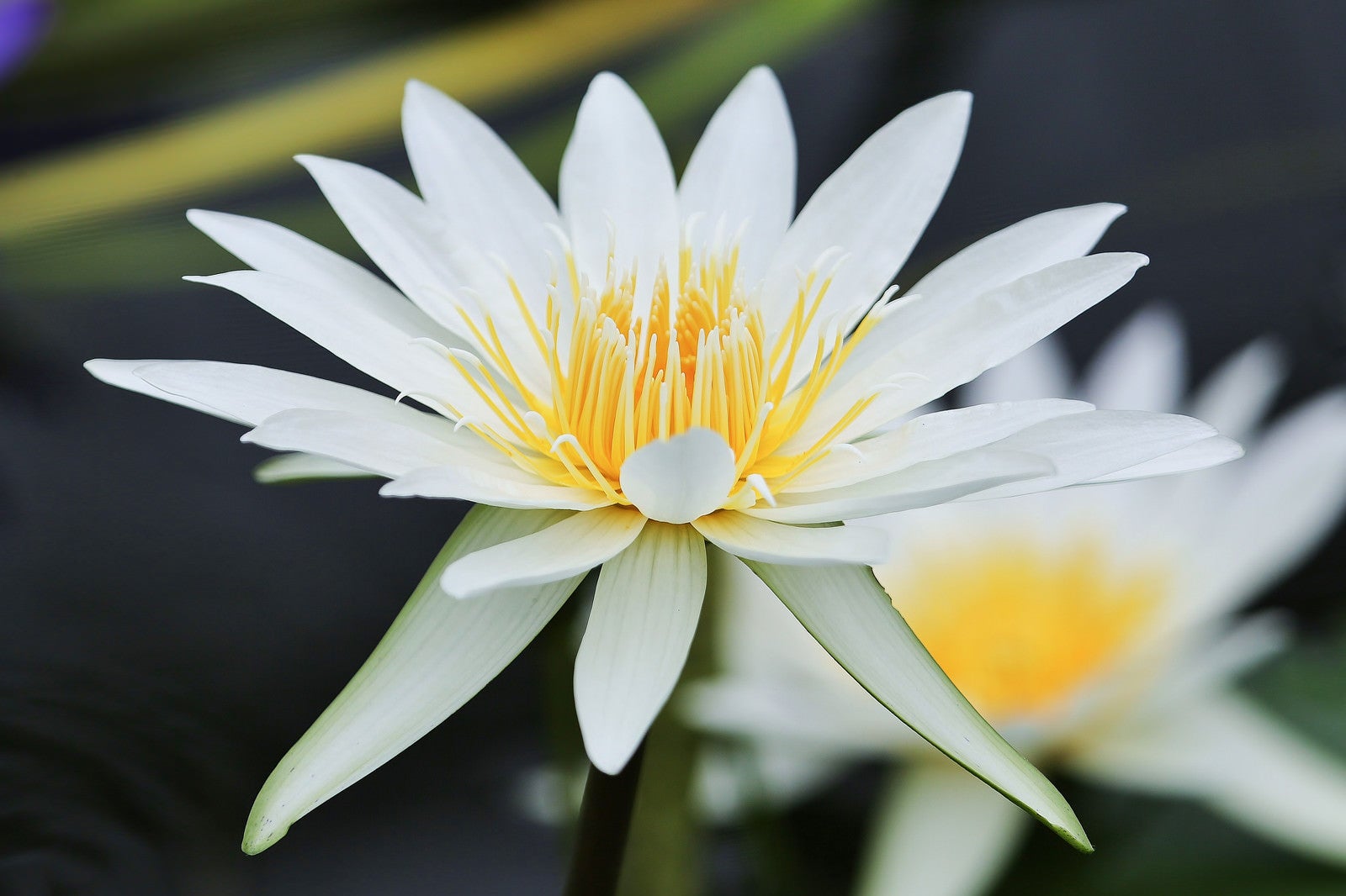 「白く美しい白いスイレンの花」の写真