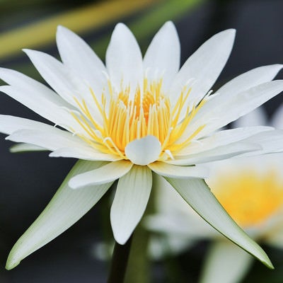 白く美しい白いスイレンの花の写真