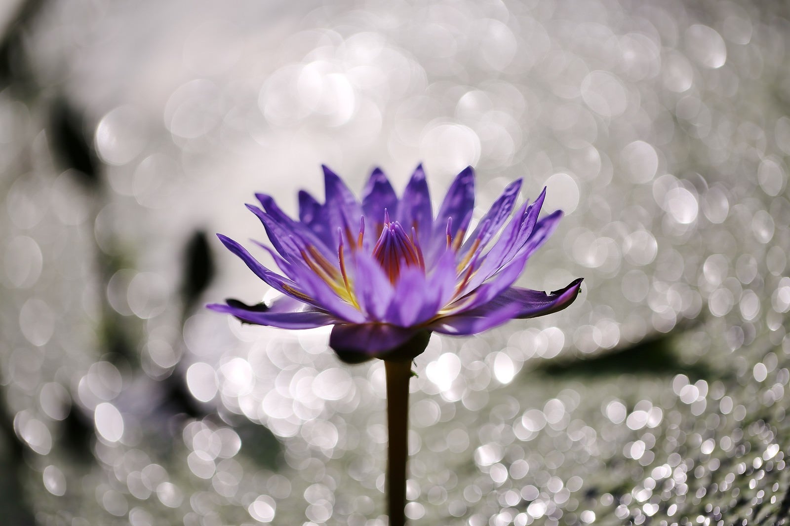 「水面の光と蓮の花」の写真