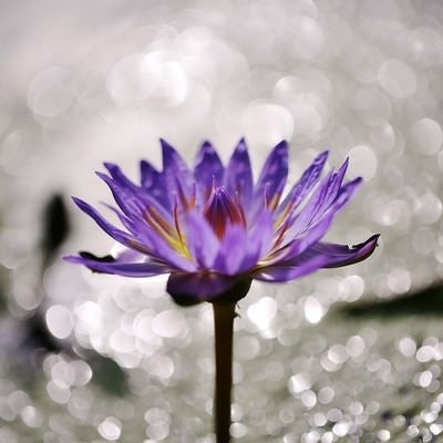 水面の光と蓮の花の写真