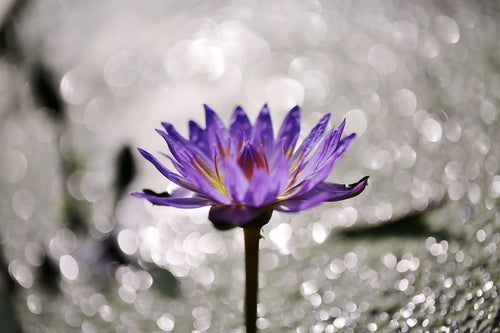 水面の光と蓮の花の写真