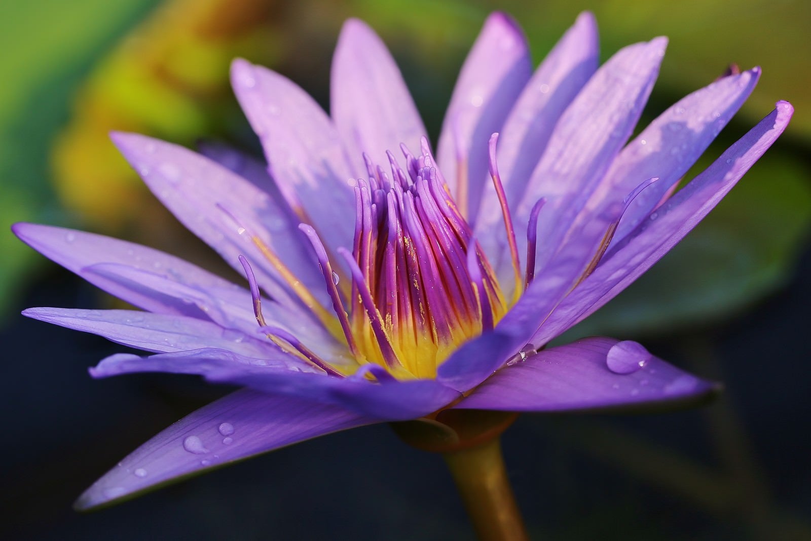 「水滴と睡蓮の花」の写真