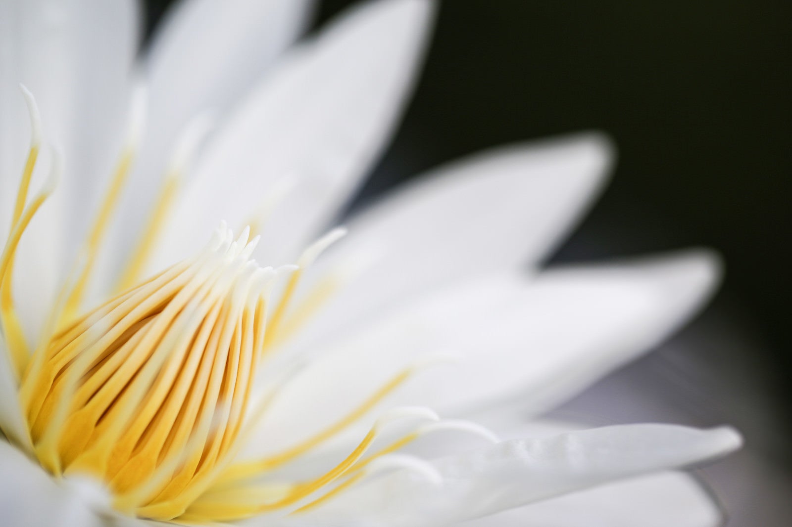 「白い睡蓮の雄しべ」の写真