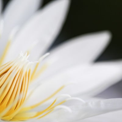 白い睡蓮の雄しべの写真