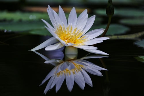 水面に反射する睡蓮の花の写真