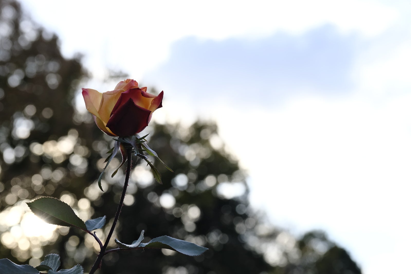 「玉ボケの二色の薔薇」の写真