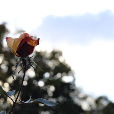 玉ボケの二色の薔薇の写真