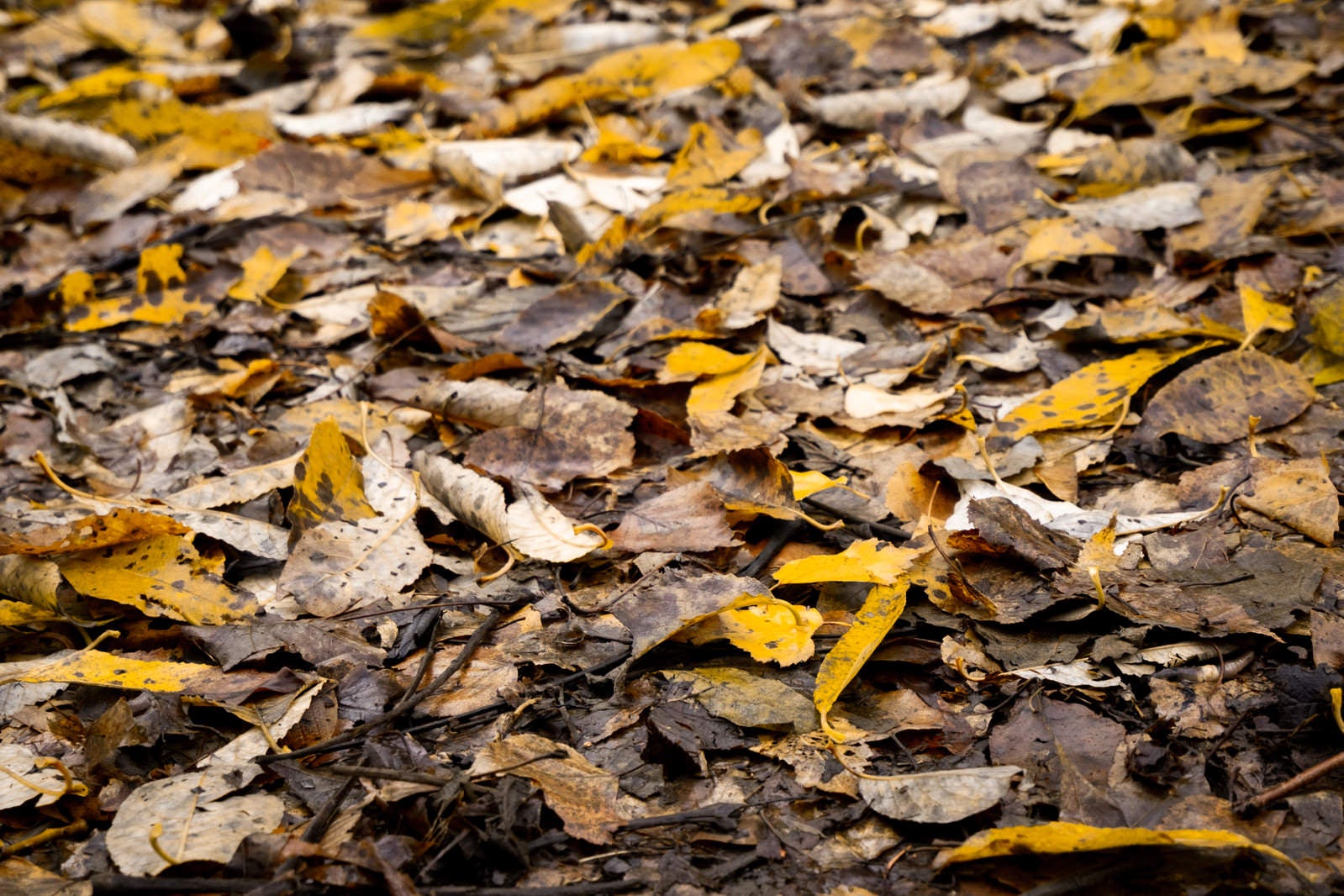 地面に黄色や茶色の落ち葉が散らばっている秋の風景
