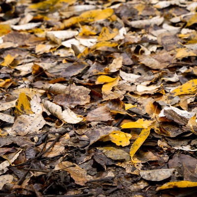 地面に散らばる色とりどりの落葉・秋の自然風景の写真