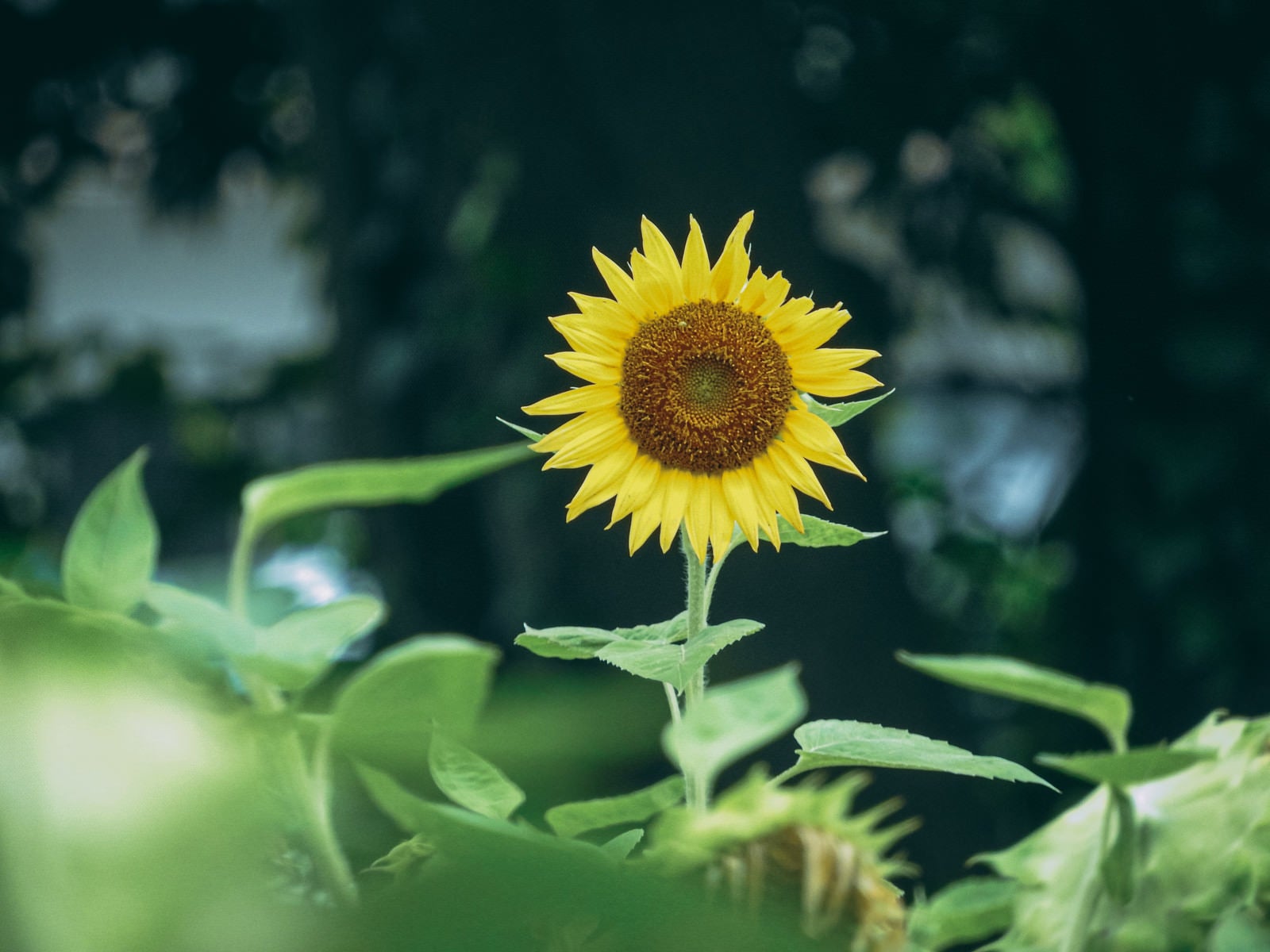 「こちらを見つめる向日葵の花」の写真
