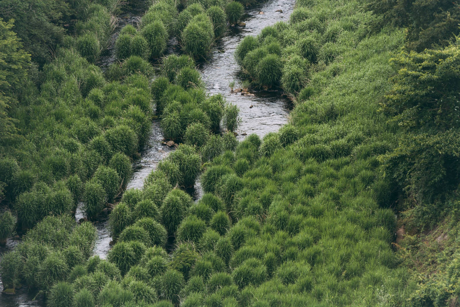 「川のほとりを埋め尽くす植物」の写真