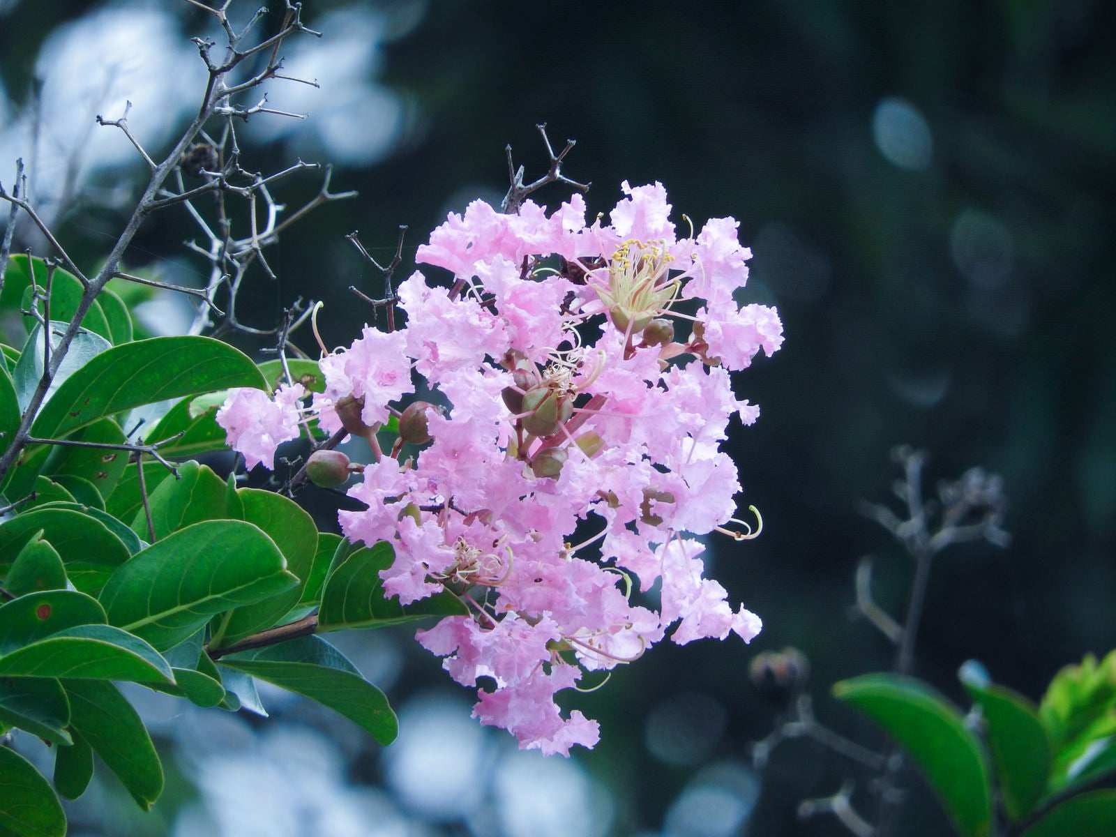 「淡いピンク色の縮れた花弁（サルスベリ）」の写真