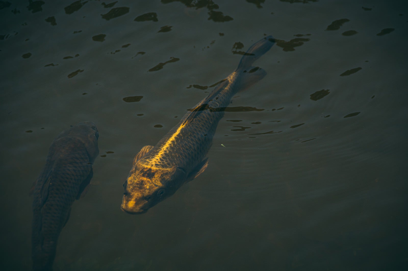 「擦れ違いの鯉」の写真