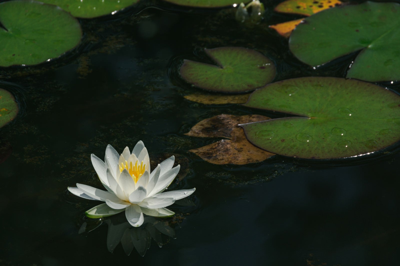 「池に浮かぶ蓮の花と葉」の写真