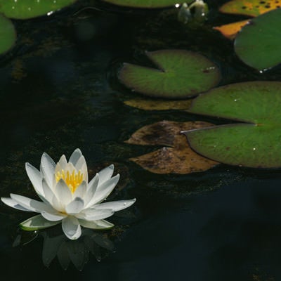 池に浮かぶ蓮の花と葉の写真