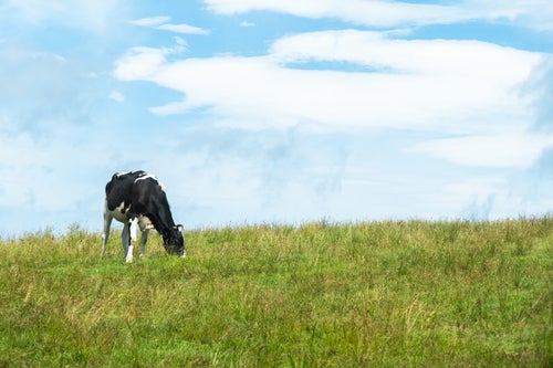 草原の乳牛の写真