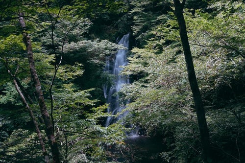 木々の間から垣間見る滝の姿の写真