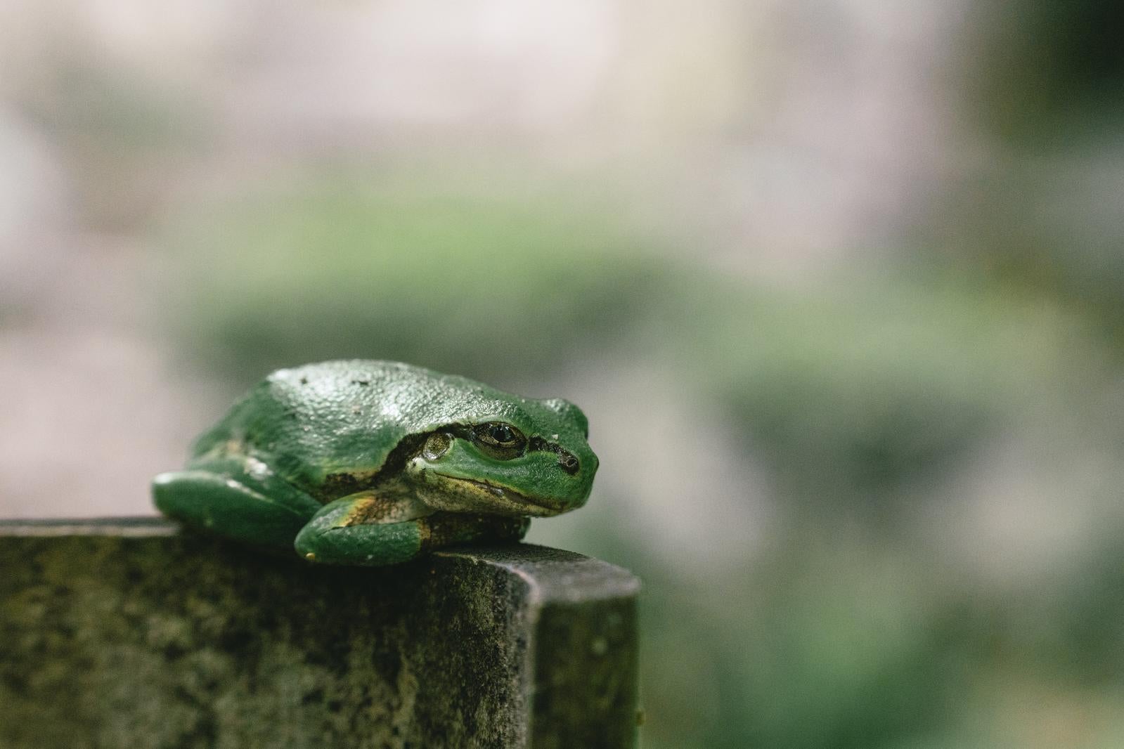 「東堂山満福寺の境内で見つけたカエル」の写真