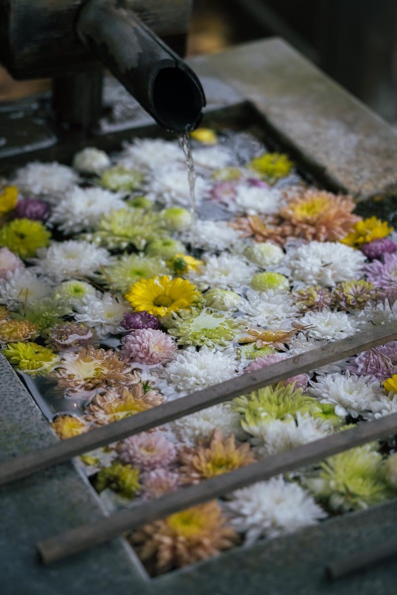 「岳温泉神社、花手水で水面」の写真