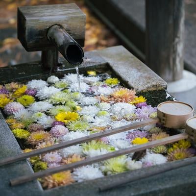 二本松市岳温泉で見る花手水の美、水面に映る花の写真