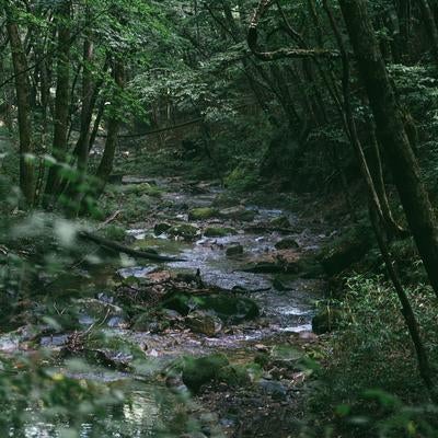 行司ヶ滝の木々の間を流れる小川の美の写真