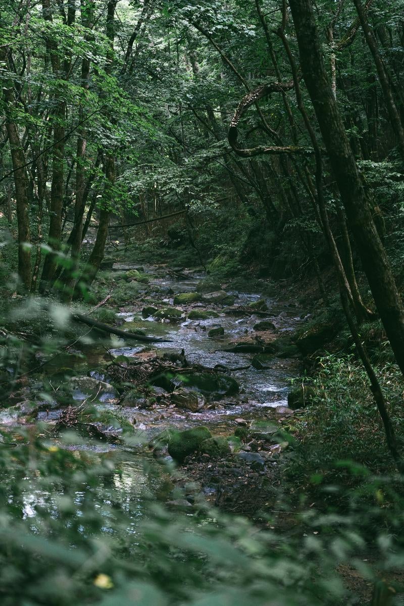行司ヶ滝の木々の間を流れる小川の美の写真