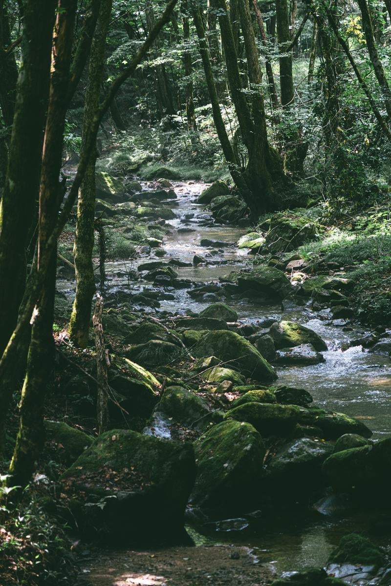 「行司ヶ滝での木々の間に広がる小川の風景」の写真