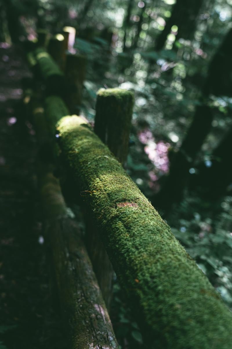 「行司ヶ滝周辺の苔生す手摺り」の写真