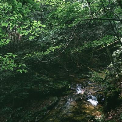 行司ヶ滝の森の中のせせらぎ、小川の流れの詩の写真