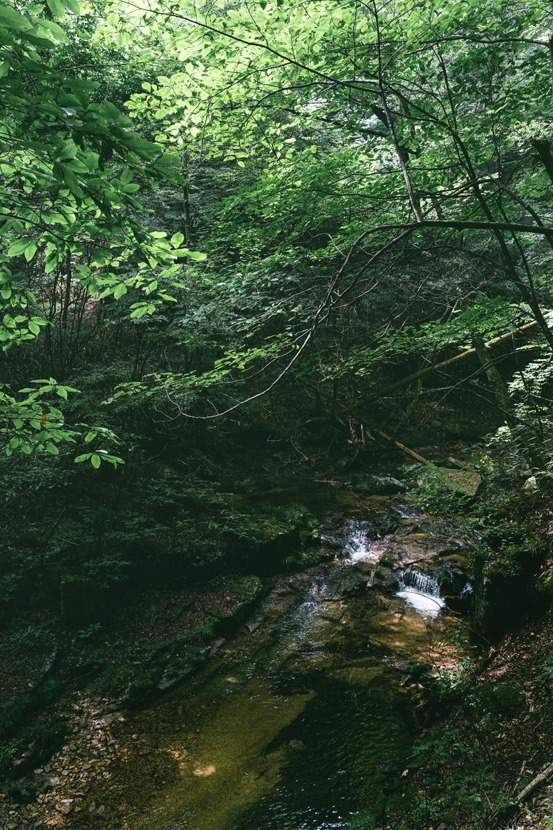 「行司ヶ滝の森の中のせせらぎ、小川の流れの詩」の写真