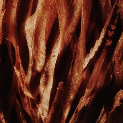 赤から黄褐色へグラデーションする炎のテクスチャーの写真