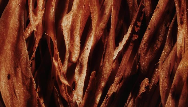 赤から黄褐色へグラデーションする炎のテクスチャーの写真