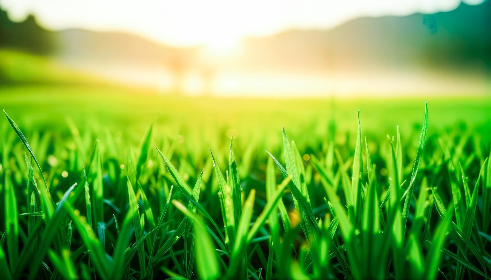 朝日の逆光で緑に透ける芝生の新芽をローアングルで写したAI画像