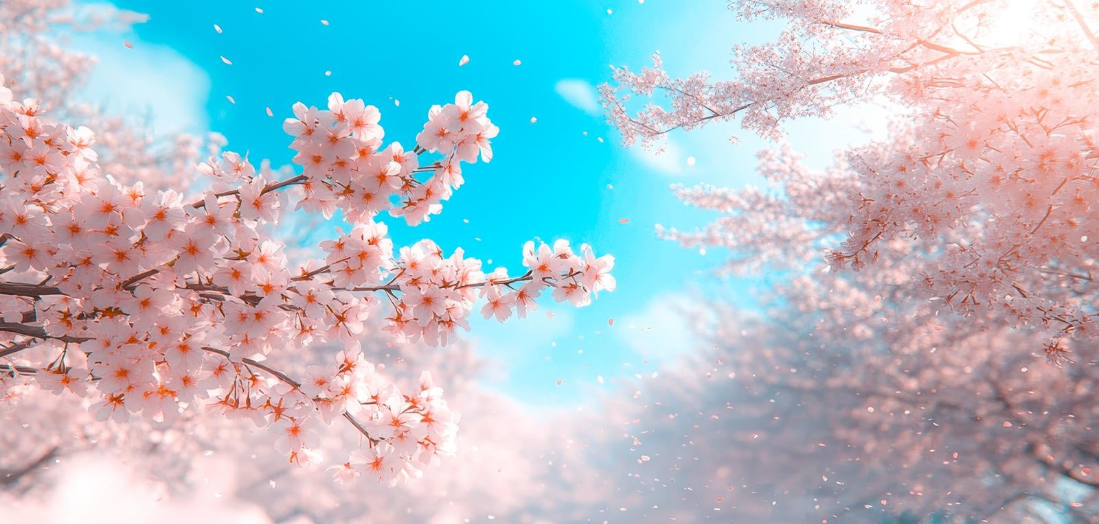 「青空と桜吹雪」の写真