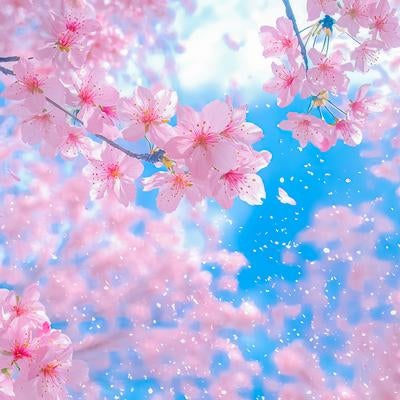 青空に映える満開の桜と風に舞う花弁が舞い散る春の情景の写真