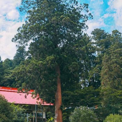 緑に囲まれた寺院境内に聳える樹齢の古い杉の大木の写真