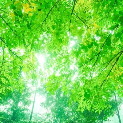 光差す木漏れ日のグリーンシェード - 新緑の樹冠から降り注ぐ自然光の写真