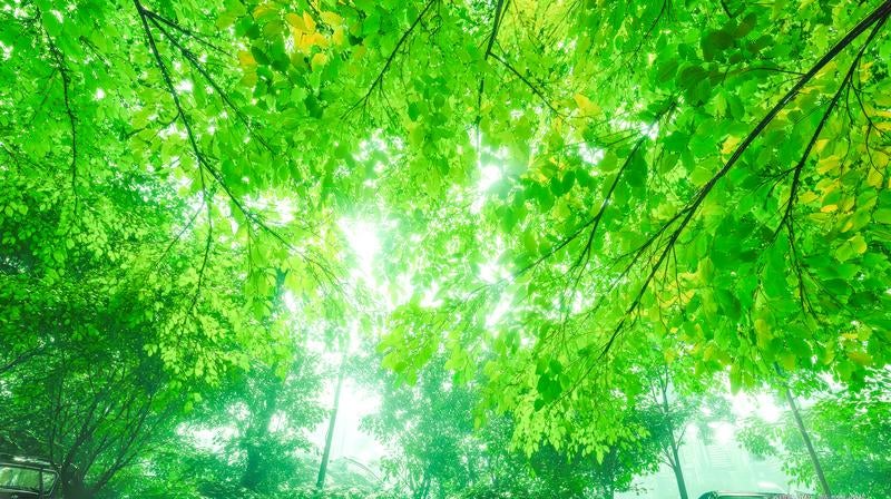 木漏れ日の葉のカーテンの写真