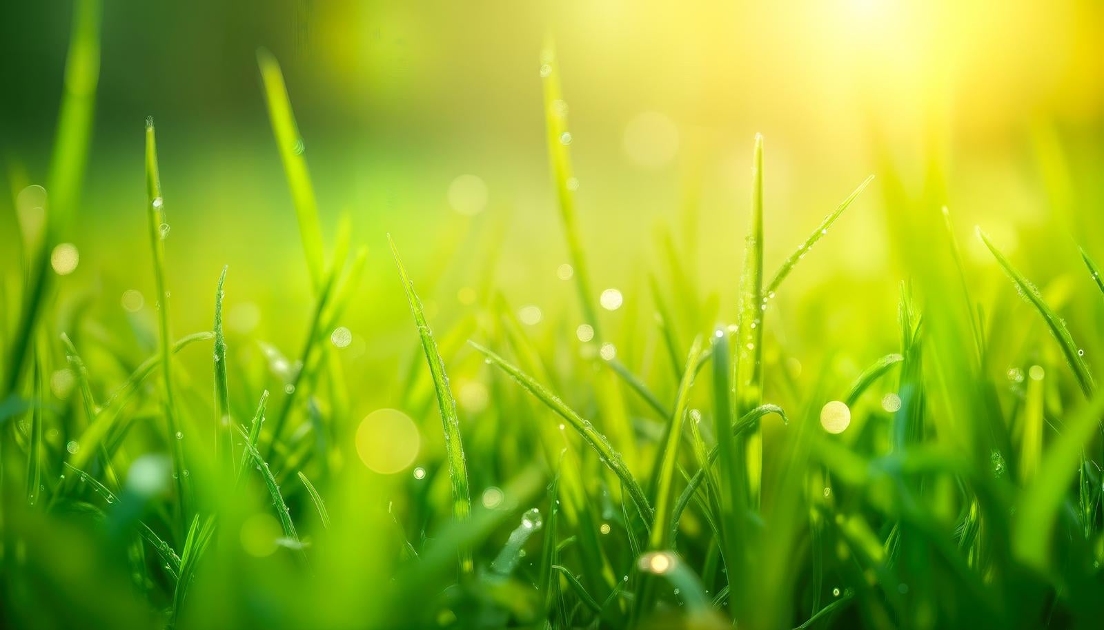 朝露がついた緑の草に朝日が差し込みボケた光が広がるローアングルの画像