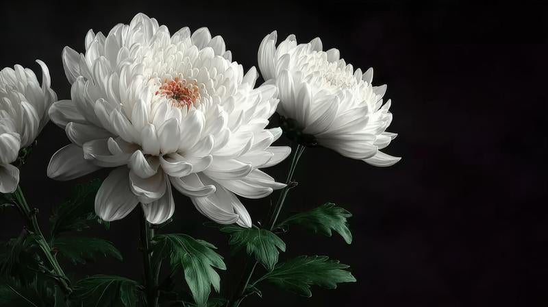 お供えの菊の写真