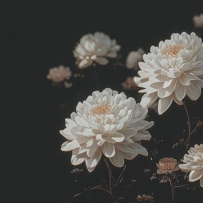 やすらぎを願う白い供（菊）の写真