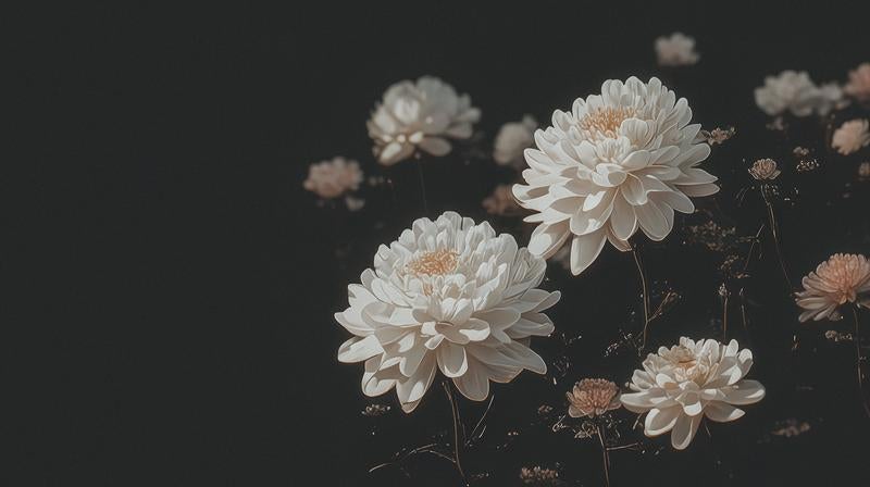 やすらぎを願う白い供（菊）の写真